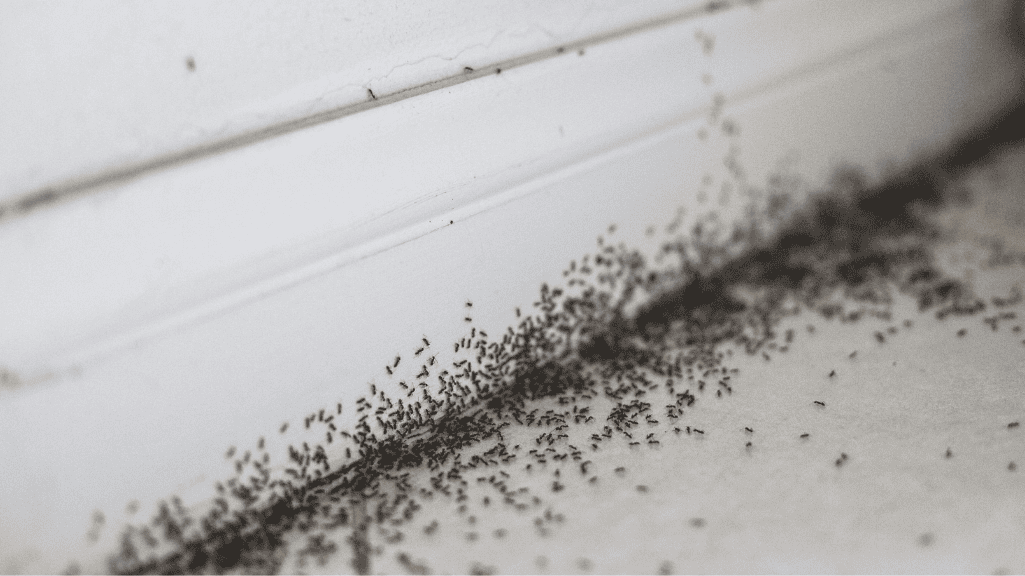 Severe ant infestation along a baseboard showing how to get rid of ants in your home effectively.