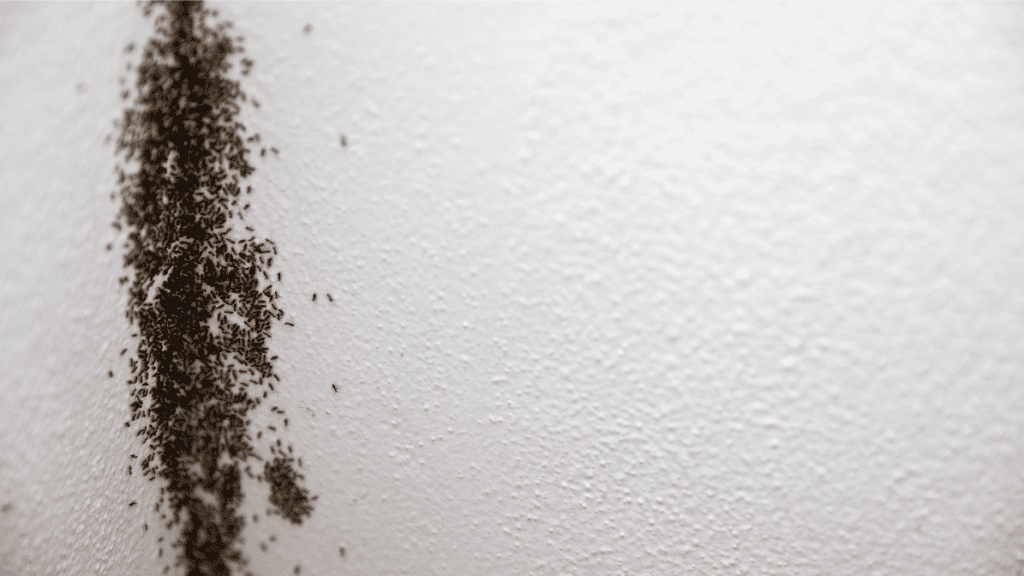 Ant infestation forming a trail along a white textured wall.