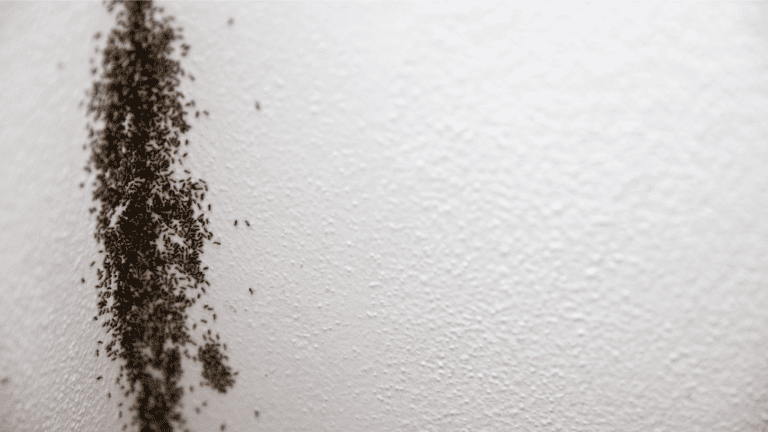 Ant infestation forming a trail along a white textured wall.