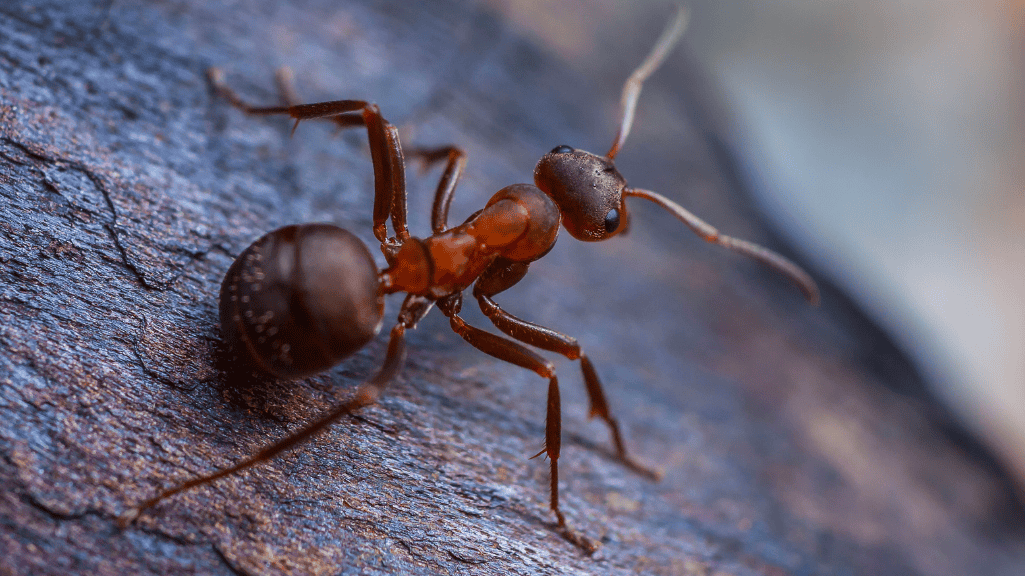 Close-up image of an ant on wood, illustrating how to get rid of ants in your home naturally.