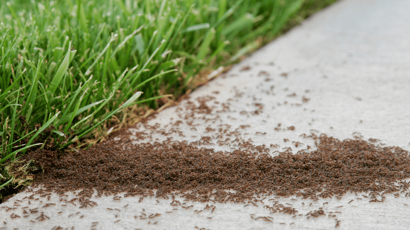 Outdoor ant infestation near grass and sidewalk showing how to get rid of ants in your home by treating outdoor nests.